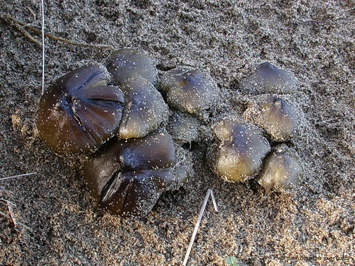 Funghi delle dune e retrodune...